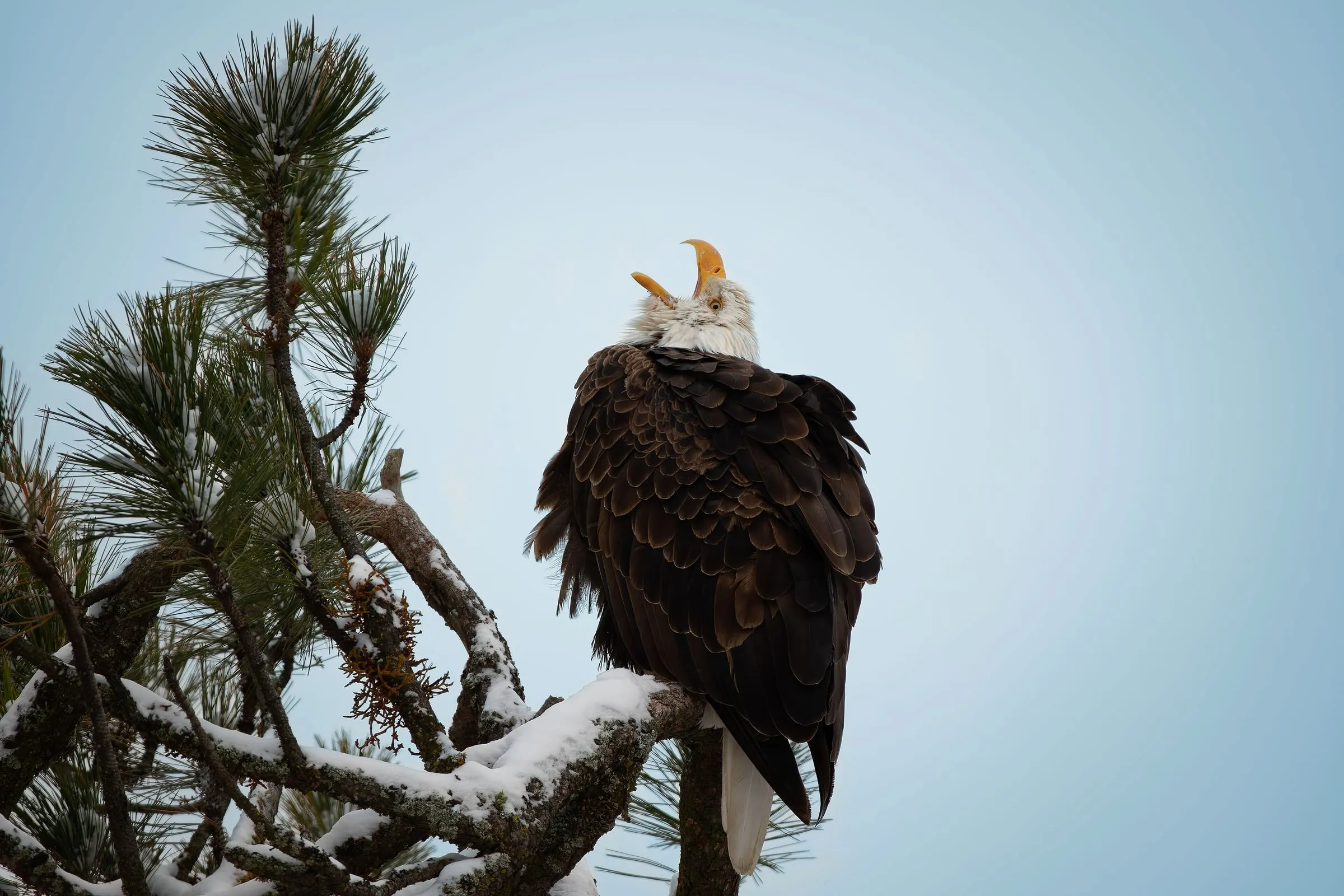 Two adult bald eagles perched on a snow-covered pine branch