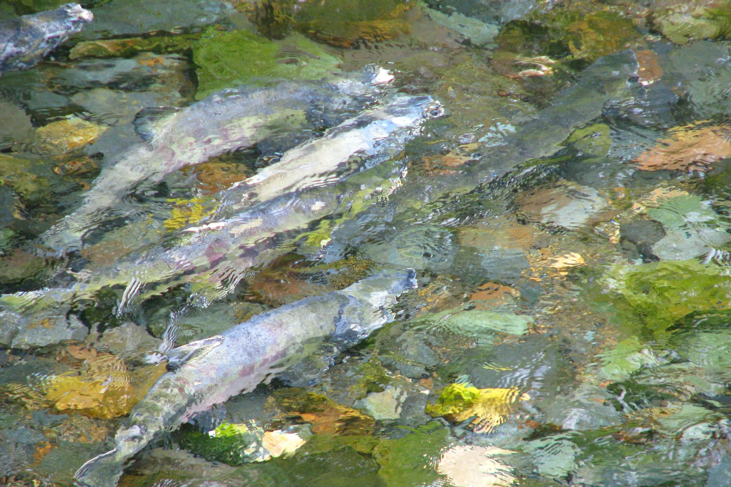 Chum salmon in spawning colours holding over a shallow gravel bed