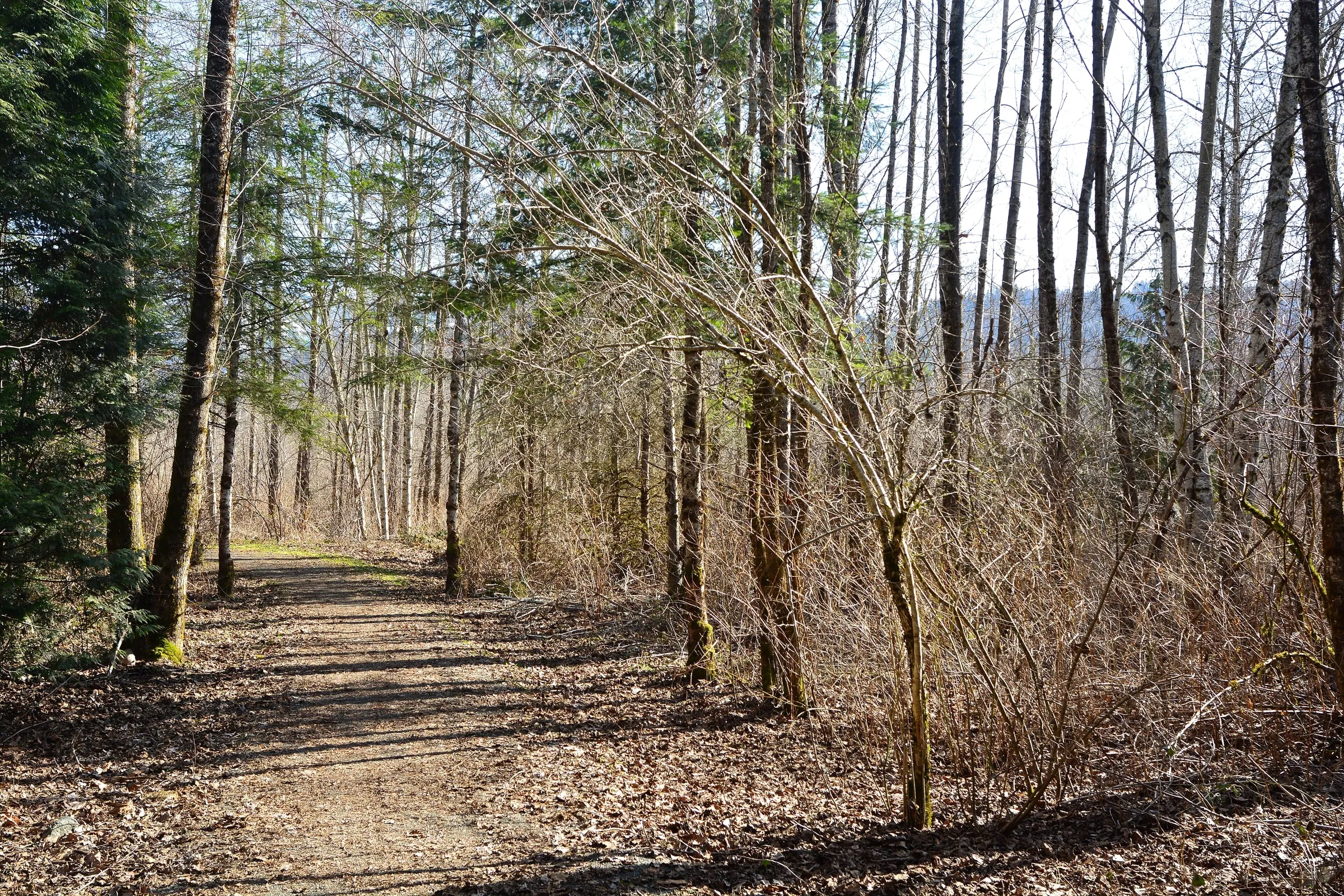 Leaf-off forest loop trail at Deming Homestead Eagle Park in late winter