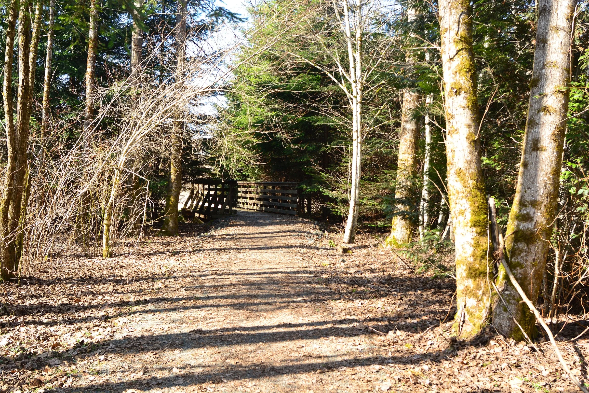 Gravel path through leafless alder and cottonwood toward a fenced crossing at Deming Homestead Eagle Park