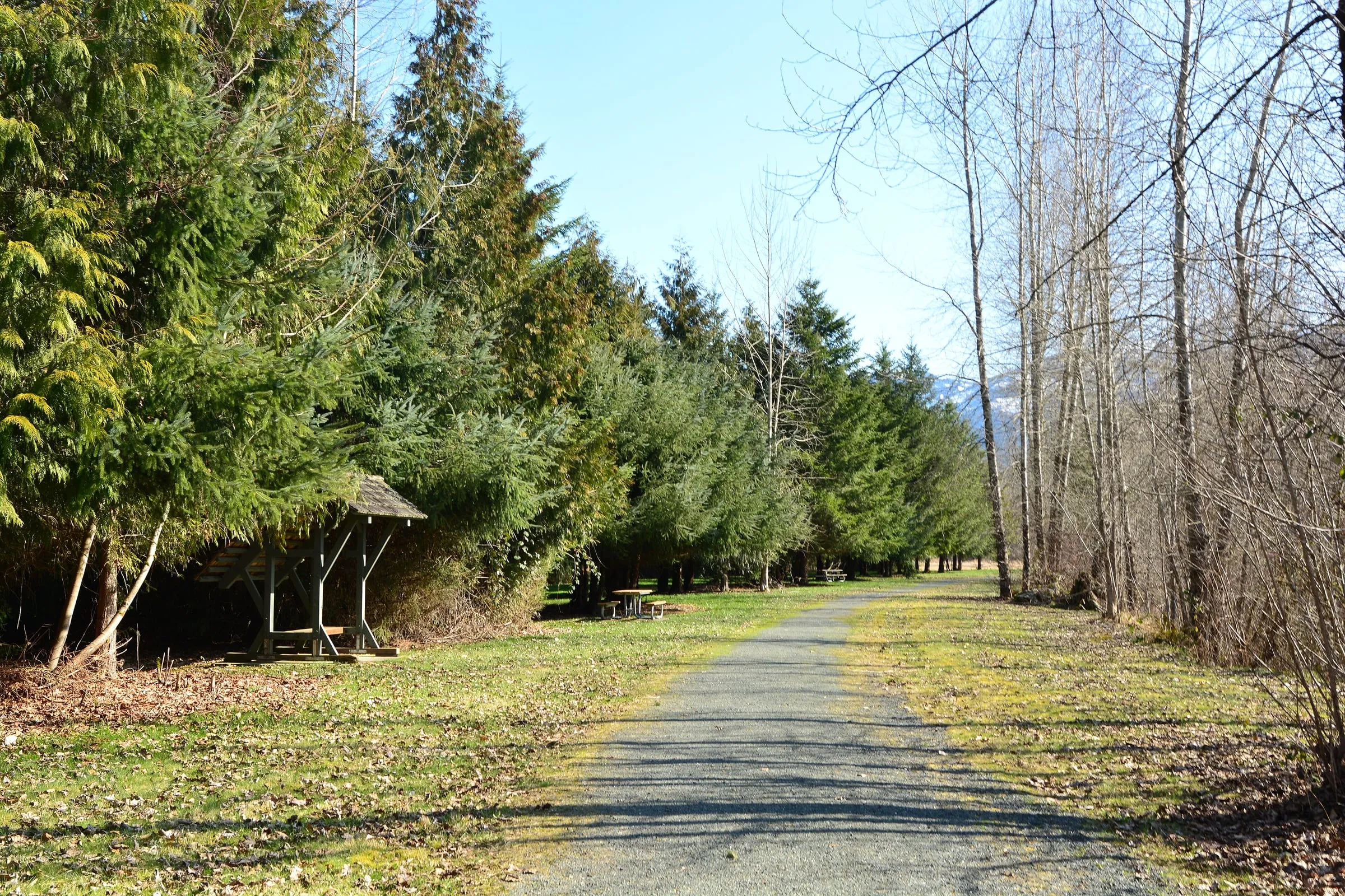 Where can you see bald eagles on the Nooksack River? A December-to-March guide