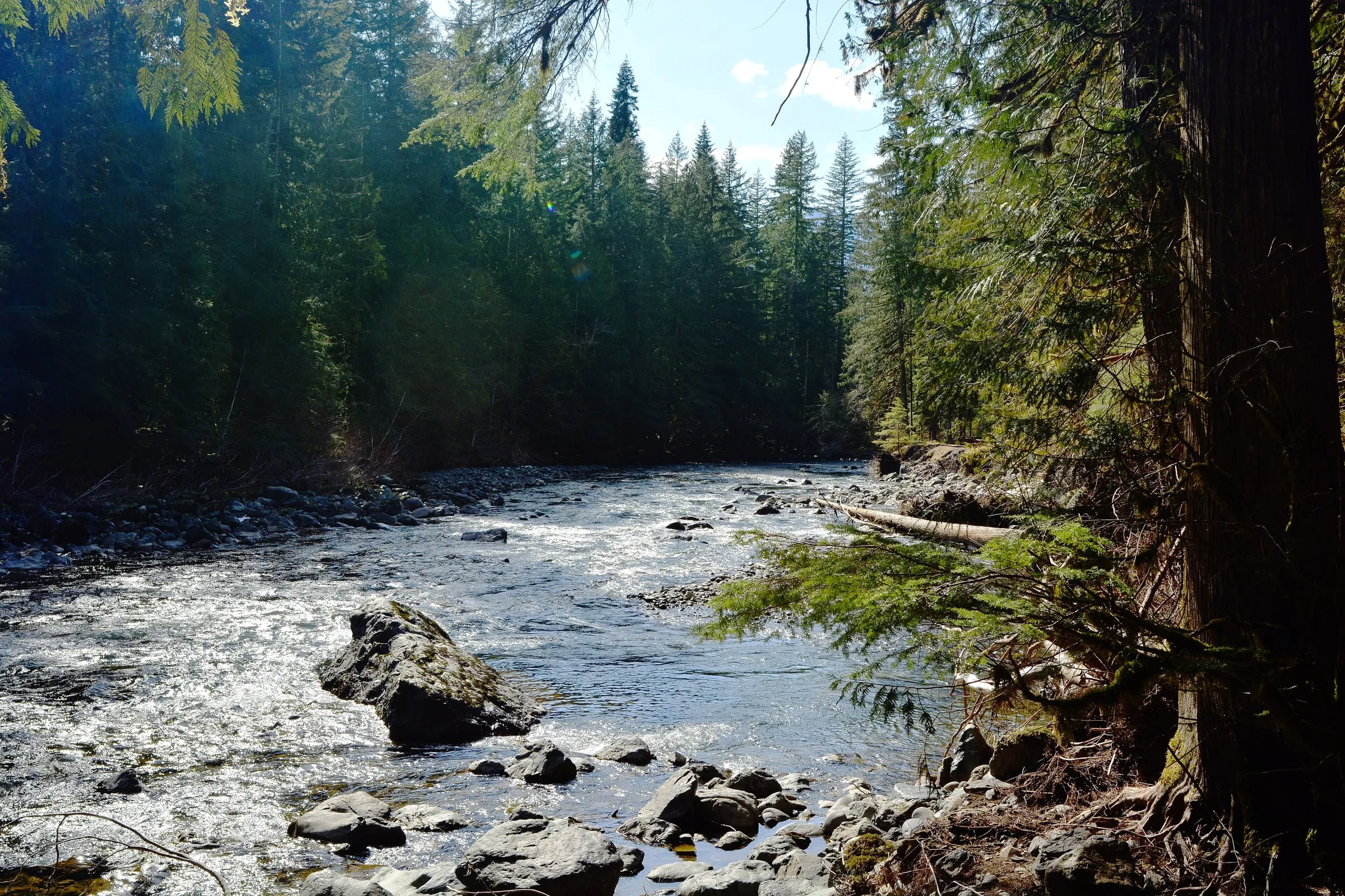 The North Fork Nooksack River running through forest at Douglas Fir Campground near Glacier in the off-season