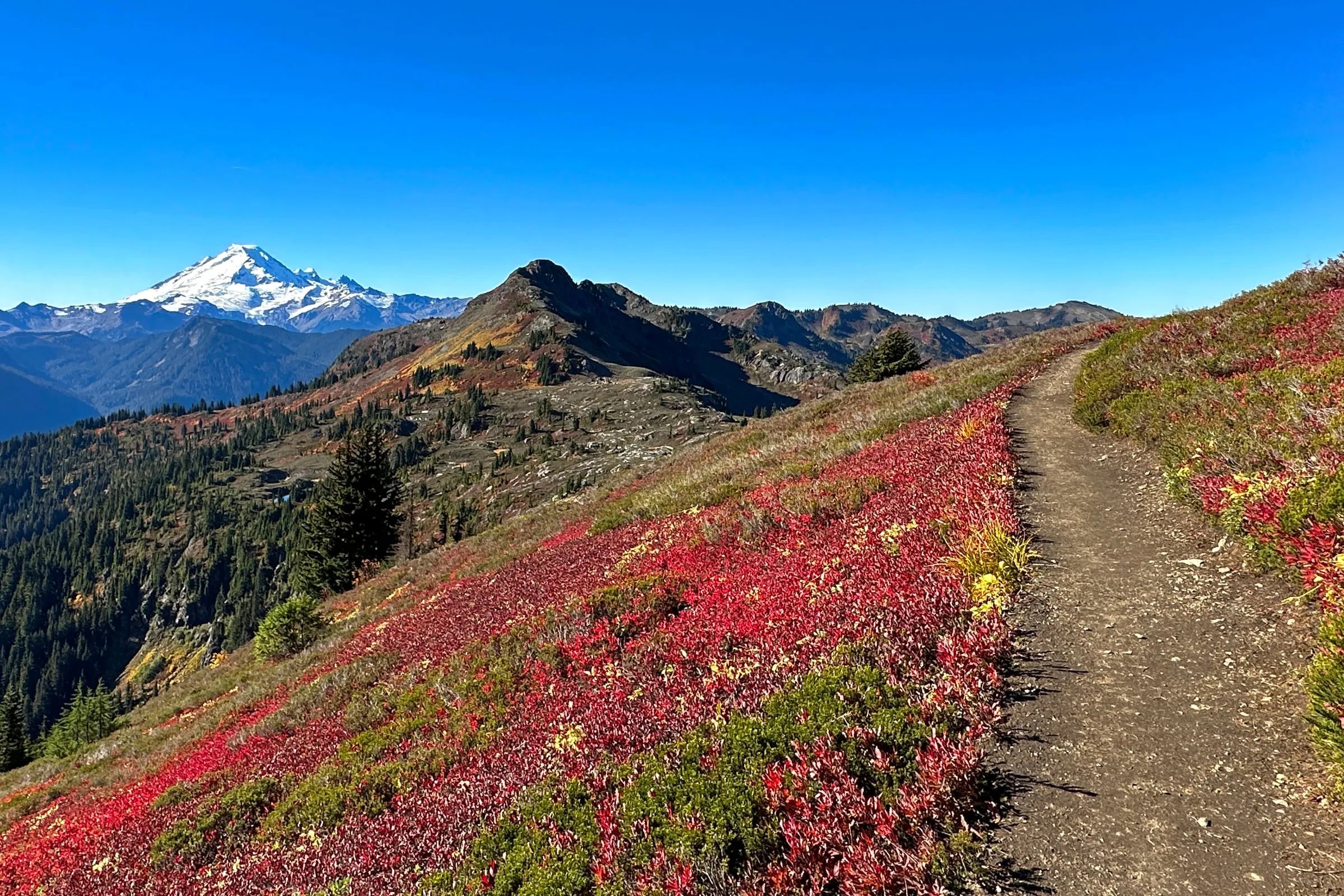 The Yellow Aster Butte trail traversing red huckleberry slopes with Mount Baker on the horizon